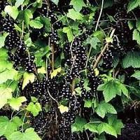 Саженцы смородины черной Сокровище
