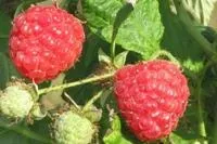 Саженцы малины Недосягаемая