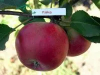 Саджанці яблунь Райка