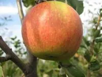 Саджанці яблунь Пінова