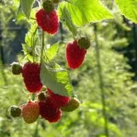 Саженцы ремонтантной малины Жар-птица