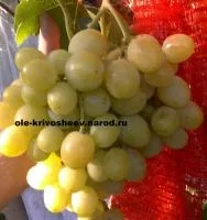 Саженцы винограда привитые. Доставка. Сорт Золотая Королева.