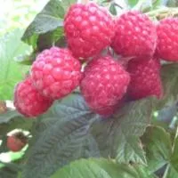 Саженцы ремонтантной малины Пингвин