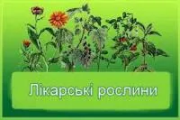 Лікарські трави (лекартвенные травы)