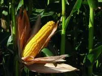 Кукурудза Мас 20.Ф