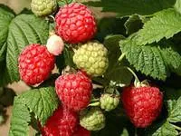 Саженцы малины Октавия поздняя