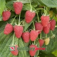 Саженцы малины Брусвяна ремонтантная