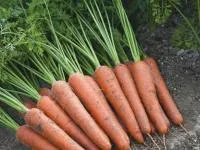 Морковь АУРАНТИНА F1 2,6-2,8 (100 000 семян) Takii Seeds