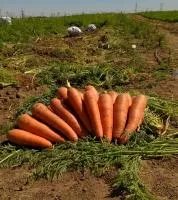 Морковь ПРОМИНАНС F1 2,6-2,8 (100 000 семян) Takii Seeds