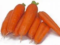 Морковь ТАНГЕРИНА F1 2,6-2,8 (100 000 семян) Takii Seeds