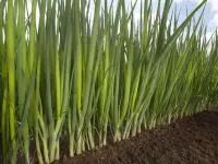 Лук Батун (на перо) ФИСТ F1 (250 000 семян) Takii Seeds