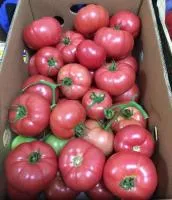 Томат ПИНК МАРГАРИ F1 (1000 семян) Atakama Seeds
