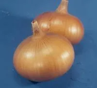 Лук Озимый СЕНШУЙ ЙЕЛЛОУ F1 (250 000 семян) Takii Seeds