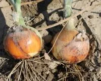 Лук Озимый РОНДО F1 (250 000 семян) Soto Seeds