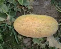Дыня ФИОНА F1 (1000 семян) Soto Seeds