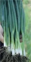 Лук Батун (на перо) ТОТЕМ (50 грамм) Sakata