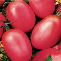 Томат НОВИЧОК РОЗОВЫЙ (50 грамм) Поиск
