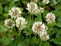 Клевер ползучий (белый) (Trifolium repens)